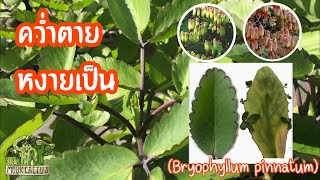 คว่ำตายหงายเป็น Bryophyllum pinnatum  MookCactus [upl. by Torrie]