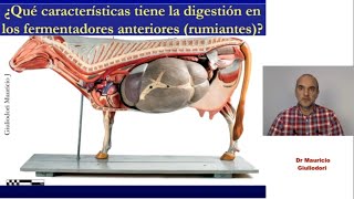 Fisiología de la digestión fermentativa fermentación ruminal y cecocólica de la celulosa [upl. by Akkeber]