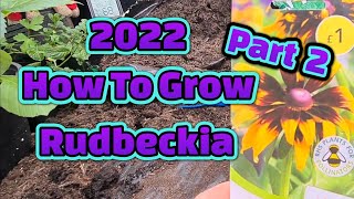 How to grow Rudbeckia from seed Part 2 [upl. by Lybis]