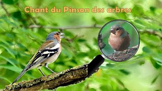 Chant du PINSON des ARBRES et du LORIOT au loin [upl. by Willey]