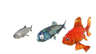 Fish Size Comparison 3D [upl. by Stevy]