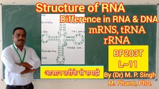 RNA  Structure of RNA  Difference in RNA amp DNA  Types of RNA  Biochemistry  BP203T  L11 [upl. by Adlay240]