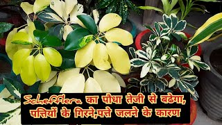 schefflera plant तेजी से बढेगापत्तियों के गिरनेपत्ते जलने के कारण  best indoor plants [upl. by Adnarram458]