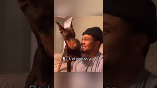 bark reaction 🐶❤️😁✨funny shorts shortsfeed shortvideo shortsvideo short love trending dog [upl. by Millard]