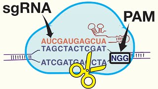 Genome Editing with CRISPRCas9 [upl. by Regnig]