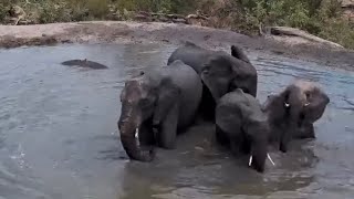 Elephants vs hippo part 3 Toleration 20231129 RP Africamcom exploreorg [upl. by Desireah]