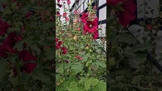 Hollyhocks A Favorite Cottage Garden Plant [upl. by Lydon]