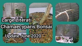 Large Literati Chamaecyparis Bonsai Update June 2020 [upl. by Ttelrahc]