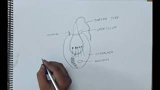 how to draw cnidoblast I ANIMAL KINGDOM I CHAPTER 4 I CLASS 11 BIOLOGY I NCERT [upl. by Azriel]