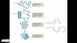 Notes Protein Synthesis Review amp morePart 2IB Bio2024 [upl. by Vallo]