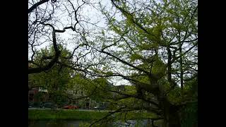 Old Ginkgo biloba Horizontalis in Leiden [upl. by Eico309]