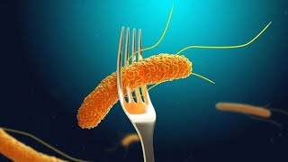 Understanding Salmonellosis and its Medical Implications 3 MInutes [upl. by Dnomrej]