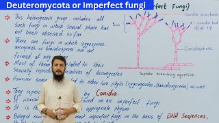 Deuteromycota  imperfect fungi  deuteromycota class 11  visiblescience22 [upl. by Benny248]