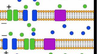 The Action Potential [upl. by Marienthal]