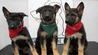 Dramatic little German Shepherd puppies SO CUTE [upl. by Diann794]