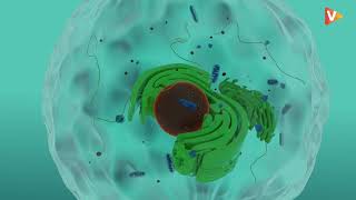 Nucleus Structure amp Functions in 3D Hindi  Nucleolus  Nuclear Membrane  Nucleoplasm for NEET [upl. by Kalila]