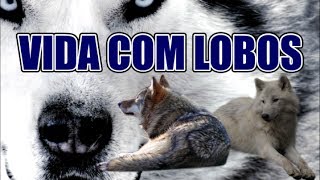 Vida Com Lobos  Life with Wolves 2005 HD FULL SCREEN [upl. by Daniels]