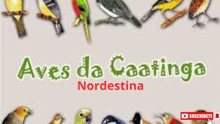 pássaros e aves da nossa caatinga nordestina [upl. by Duwe38]