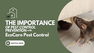 The Importance Of Pest Control Prevention [upl. by Blithe632]