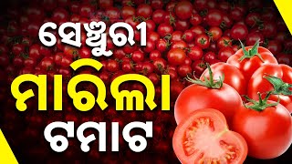 ଟମାଟୋ ଟପିଲା ୧୦୦  Tomato Price Touches Rs 100 Per Kg  Kanak News Digital [upl. by Kerk524]