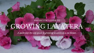 GROWING LAVATERA  How to Grow Lavatera from Seed in the Cut Flower Garden [upl. by Anestassia]