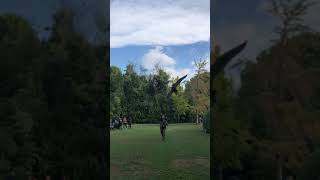 Tiercel Peregrine falcon teaching students on lure Greece [upl. by Aicener]