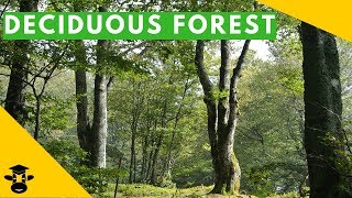 The temperate deciduous forest biome [upl. by Earas]