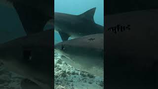 Tiger Shark close encounter Fuvahmulah Maldives tigershark fuvahmulah maldivesdiving [upl. by Bram]