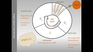 Cell Cycle English [upl. by Bergstein]