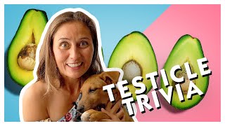 Testicle Trivia [upl. by Drewett]