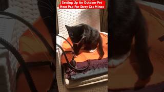 A Pet Heat Pad Being Set Up on Patio Chair For Stray Cat Minoo To Use On Cold Nights  SUBSCRIBE NOW [upl. by Alemak]