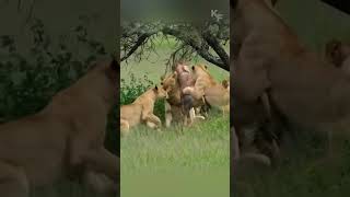 The Fierce Battle Between Lioness and Topi Antelope [upl. by Annotahs]