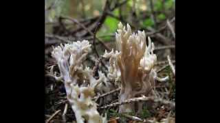 Kuřátečko popelavé  Clavulina cinerea [upl. by Scribner]