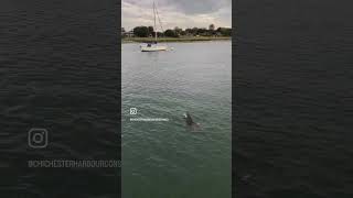 Dolphins spotted in Chichester Harbour September 2024 [upl. by Atnahs]