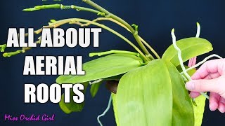 Orchid aerial roots  Why Orchids grow them what to do about them [upl. by Swehttam]