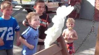 Cockatoo Geronimo Dancing amp Talking with Children in Park [upl. by Chamberlain]