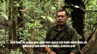 Finding the trails of Sumatran Rhino in the Heart of Borneo [upl. by Dohsar]