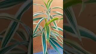 Dracaena reflexa shorts [upl. by Ennairb]