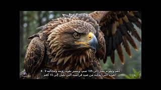 أكبر الطيور حجما علي الأرض [upl. by Bandur462]