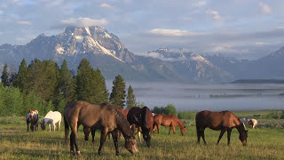 Triangle X Ranch  Jackson Hole Wyoming [upl. by Mariquilla258]