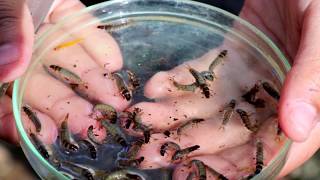 Biomonitoring using benthic macroinvertebrates sampling procedure [upl. by Hun]