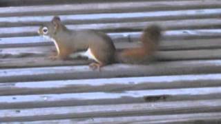 Crazy Red Squirrel [upl. by Willtrude777]