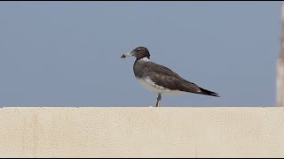 Oman trip part 3 [upl. by Saire]