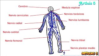 ¿Cómo dibujar el SISTEMA NERVIOSO Y SUS PARTES  HD [upl. by Morse]