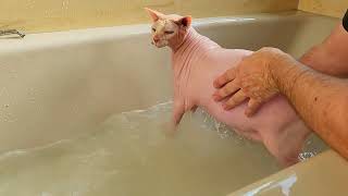 Giving A Sphynx Hairless Cat A Bath [upl. by Samuelson]