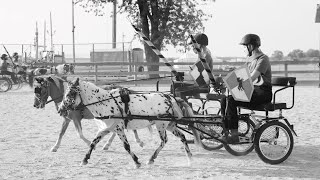 Boone County 4H Driving Miniature Horse Drill Team 2021 [upl. by Eisler]