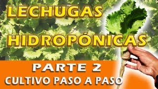 MIS LECHUGAS HIDROPÓNICAS cultivo paso a paso SEGUNDA PARTE [upl. by Aihsile]