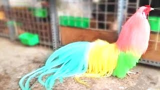 ये मुर्गे नहीं देखे तो कुछ नहीं देखे  Chicken Breeds You Will Not Believe Exist [upl. by Child6]