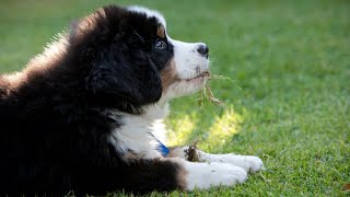 Bernese Mountain Dog and Winter Weather Precautions and Tips [upl. by Naenaj]