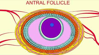 FSH Levels and Fertility [upl. by Snider]